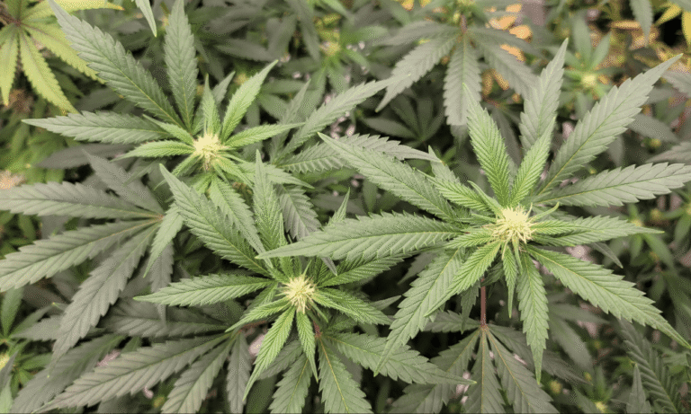 Using Medical Marijuana Leads To ‘Significant Improvement’ For Sleep Apnea Patients, Study Conducted By Minnesota Officials Shows - MEDCAN24