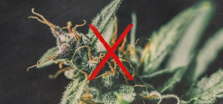 Nebraska AG Pushing Lawmakers to Reject Medical Cannabis Implementation Bill - MEDCAN24