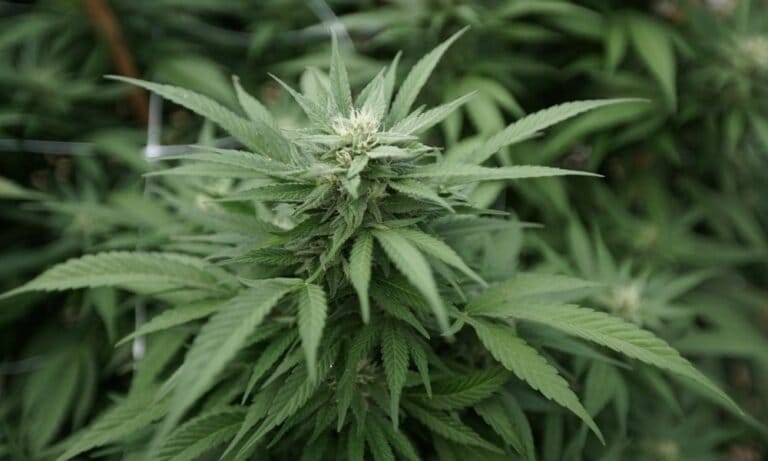 Nevada Lawmakers Weigh Bill To Stop Disqualifying Foster Parents’ Eligibility Over Marijuana