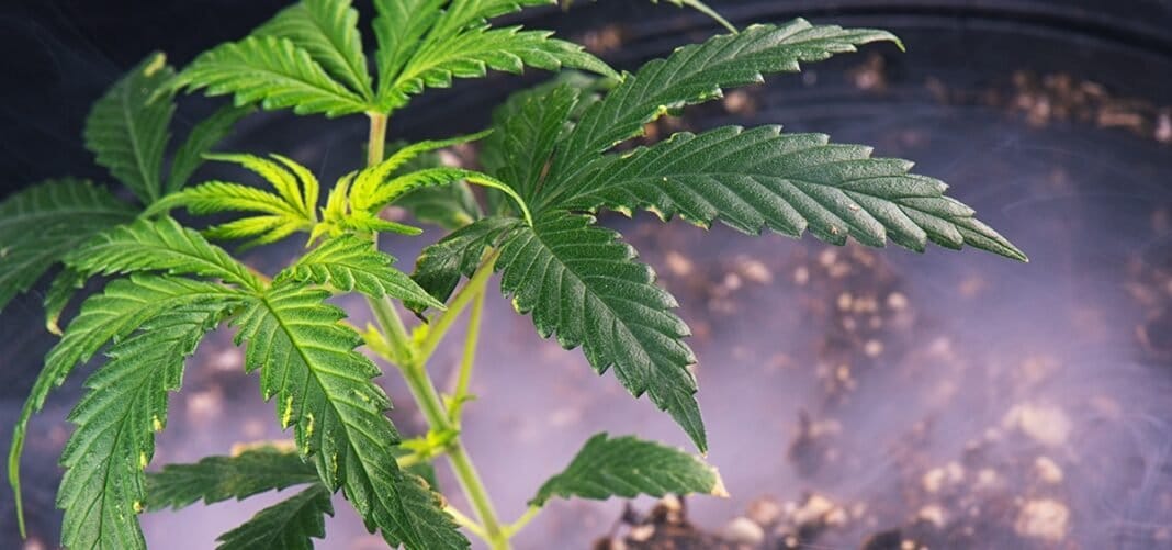 Thousands of Oklahoma Cannabis Licenses Mistakenly Canceled Due to Software Glitch