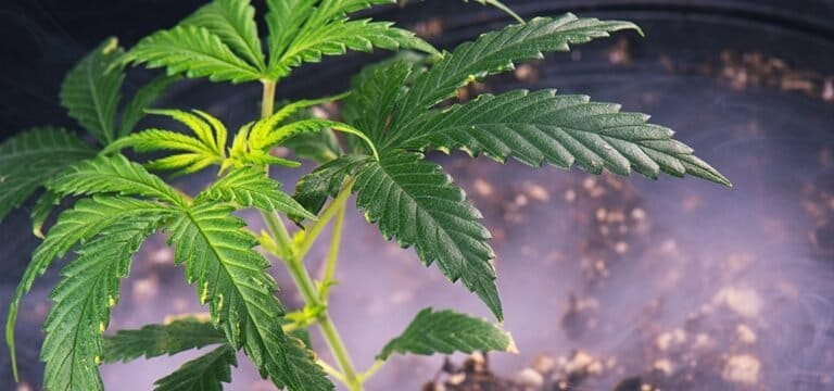 Thousands of Oklahoma Cannabis Licenses Mistakenly Canceled Due to Software Glitch