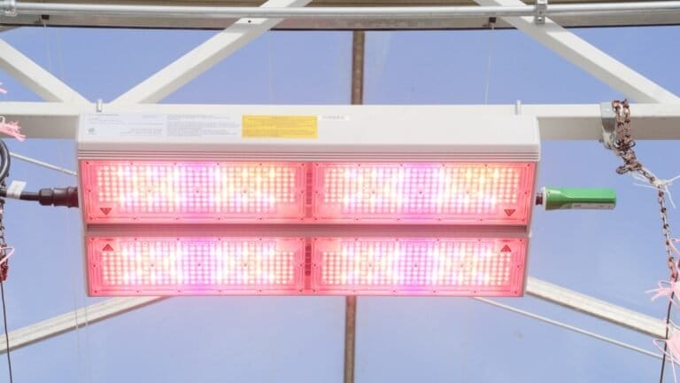 Komercyjna uprawa z dynamicznym oświetleniem LED: Przewodnik dla hodowców