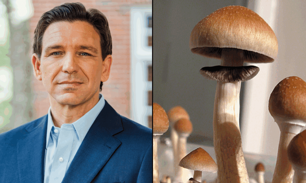 DeSantis Signs Bill To Criminalize Psychedelic Mushroom Spores In Florida