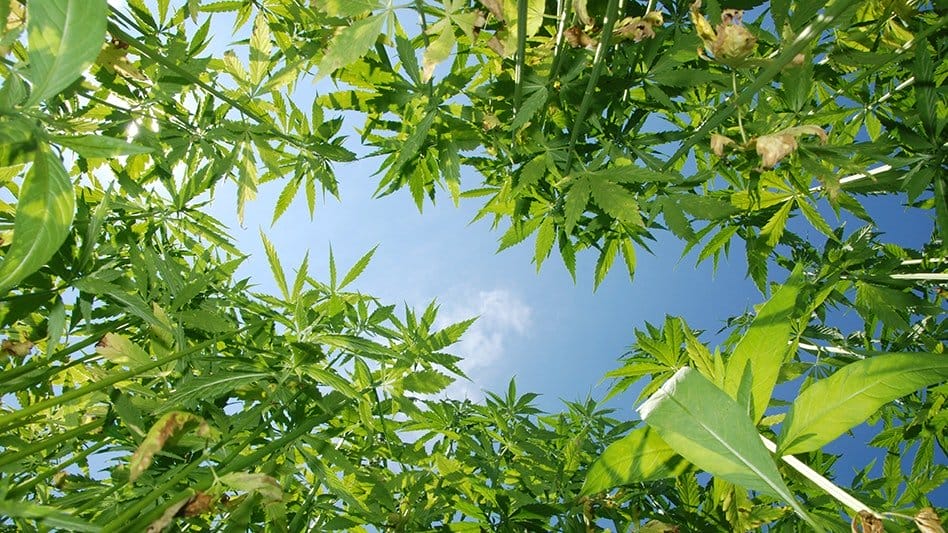 New Report Reveals Texas Hemp Market Contributes $10 Billion to State Economy