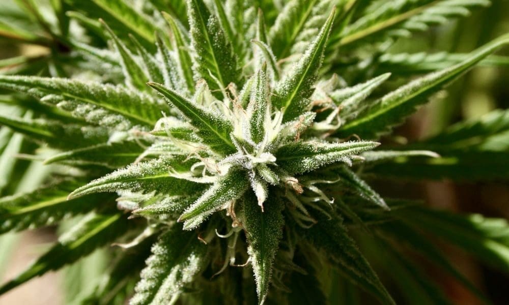Texas Lawmakers Pass Medical Marijuana Program Expansion Bill, Sending It To The Governor’s Desk