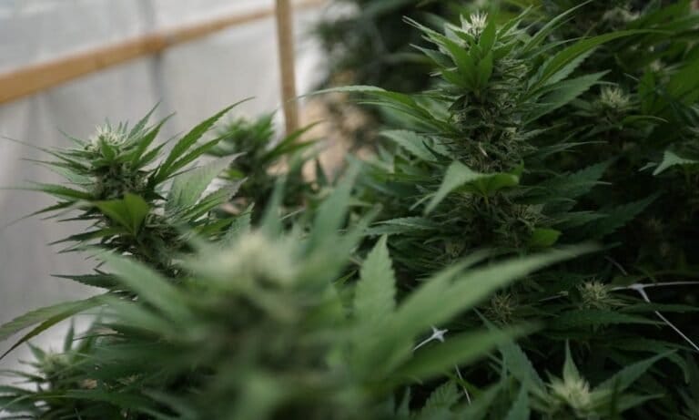 Only One European Country’s Cannabis Policy Is Actually Undermining The Illicit Market (Op-Ed)
