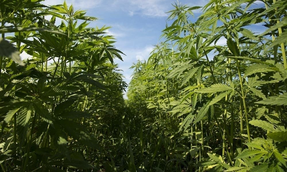 Kluczowi kongresmeni GOP, w tym członek popierający legalizację marihuany, bronią wysiłków na rzecz zakazu konsumpcyjnych produktów z konopi