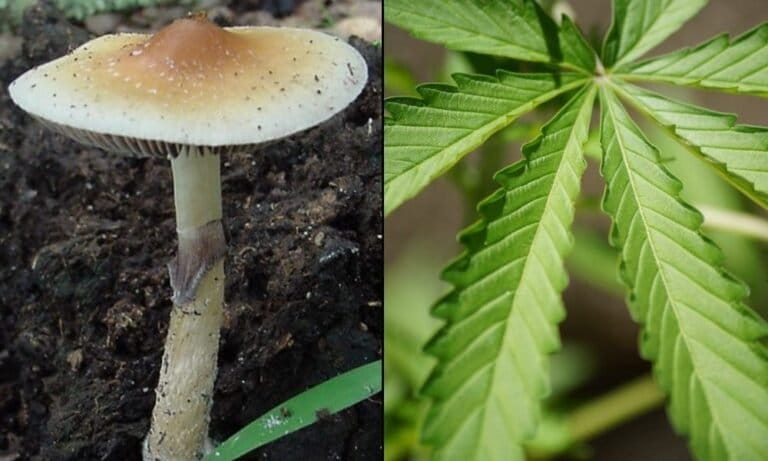 New Hampshire House wprowadza ustawy zmniejszające kary za psilocybinę i legalizujące domową uprawę medycznej marihuany przez pacjentów