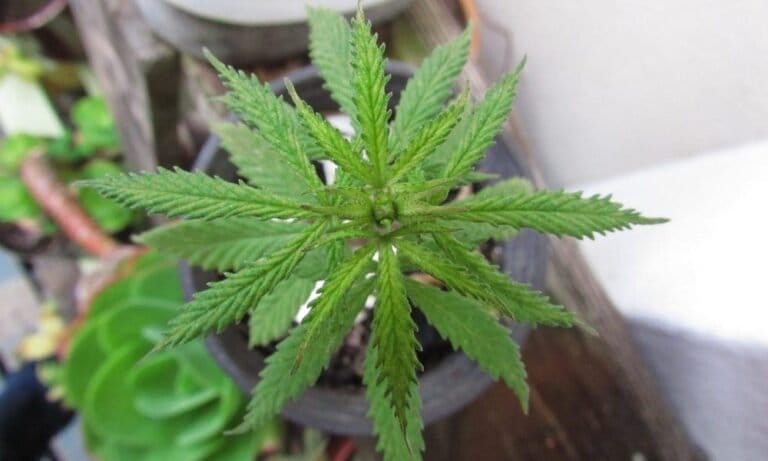 Proposed Massachusetts Marijuana Reforms Represent An Important Step Forward (Op-Ed)