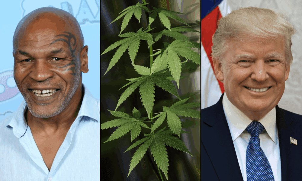 Mike Tyson promuje swoją markę marihuany podczas wizyty w laboratorium DEA po spotkaniu z Trumpem
