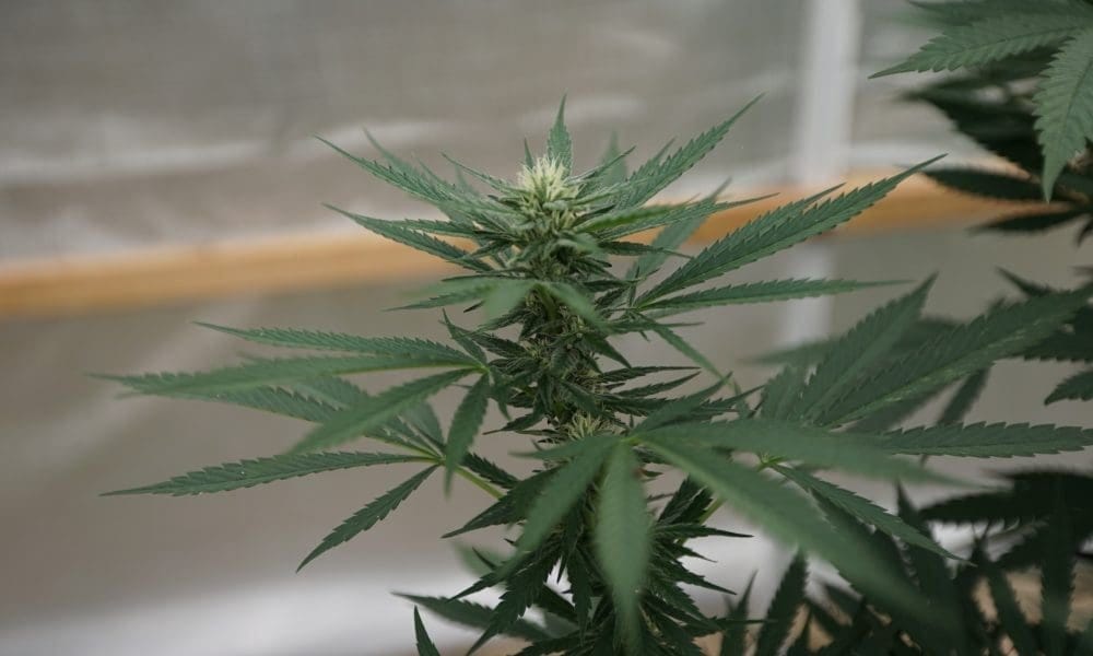 Ohio Legislature Can Make Only Limited Changes To Marijuana Law Approved By Voters, Legal Scholar Argues