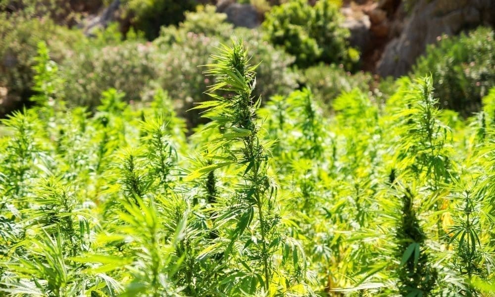 Attorneys General Group Hosts Meeting On State-Level Regulation Of Intoxicating Hemp Products