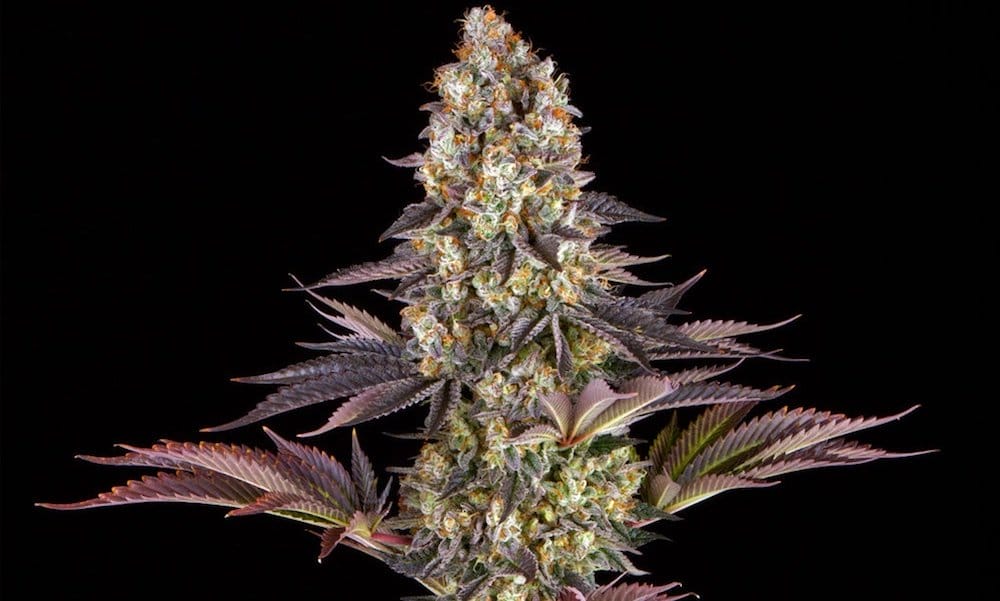 Barney’s Farm Partners With Backpackboyz on Groundbreaking Cannabis Genetics Project - MEDCAN24