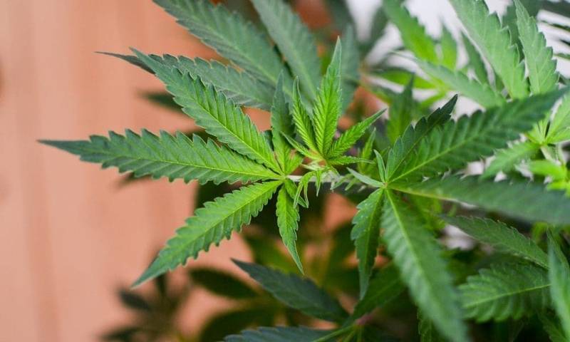 Wisconsin Will Legalize Marijuana If Democrats Control Legislature, Governor Says, So People Can Stop Buying It Next Door In Illinois