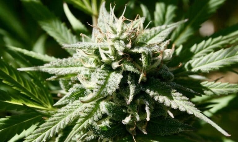 Oregon Officials Will Appeal Court Decision That Overturned Marijuana Industry Labor Peace Law
