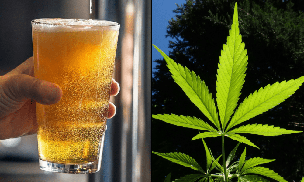 Badanie pokazuje, że CBD z konopi indyjskich może pomóc zmniejszyć upijanie się alkoholem