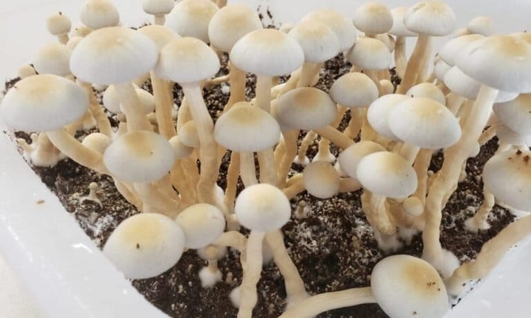 Gubernator Kolorado przyznaje masowe ułaskawienie psilocybiny po zatwierdzeniu przez wyborców legalizacji psychodelików w głosowaniu