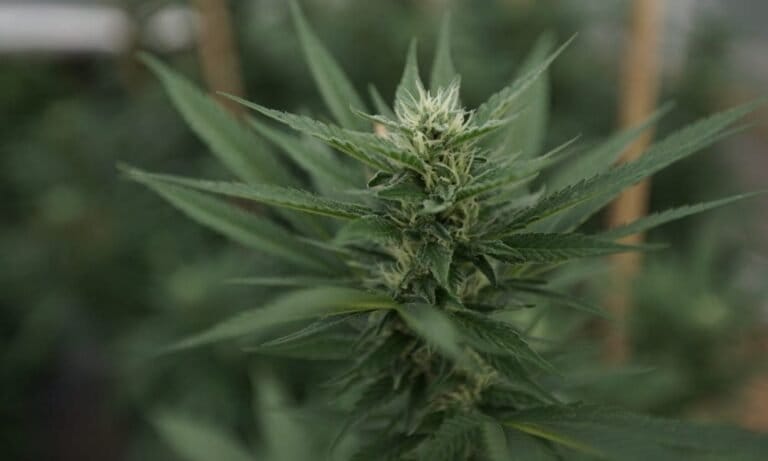 New York Officials Award First Round Of Grants To Help Marijuana Businesses With Startup Costs, Prioritizing Justice-Involved Licensees
