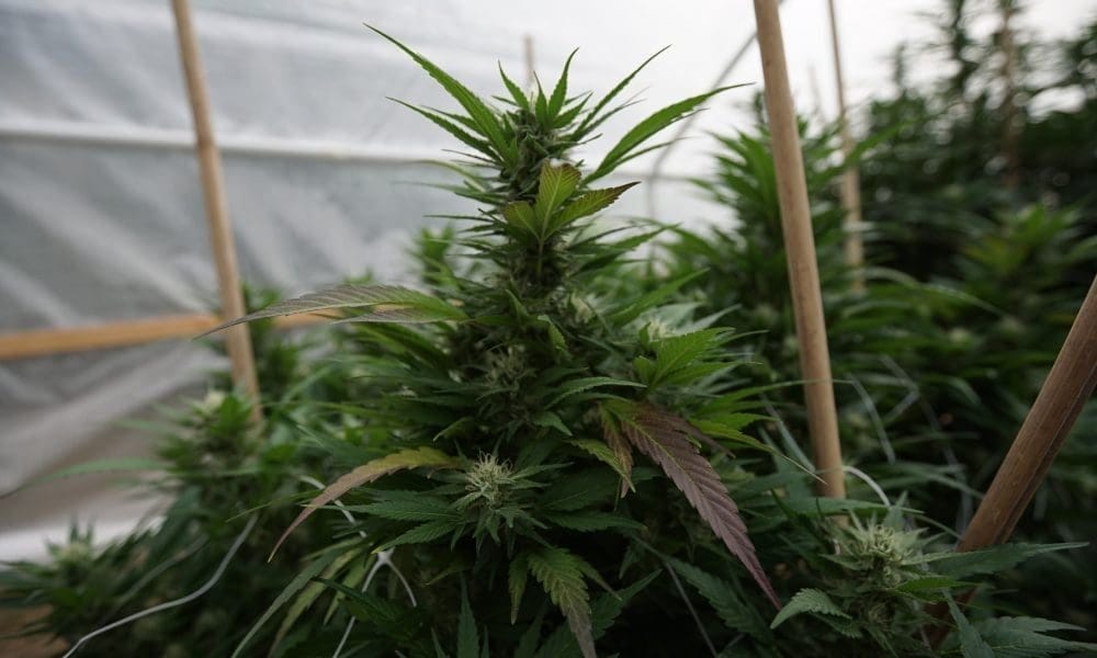 Montana Governor Rejects Bill To Let Tribes Negotiate Marijuana Regulations With State