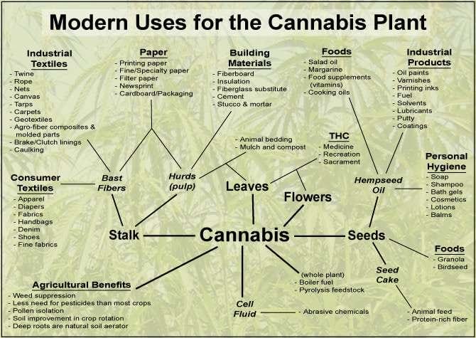 Can Hemp Be the Key to A Sustainable Future?