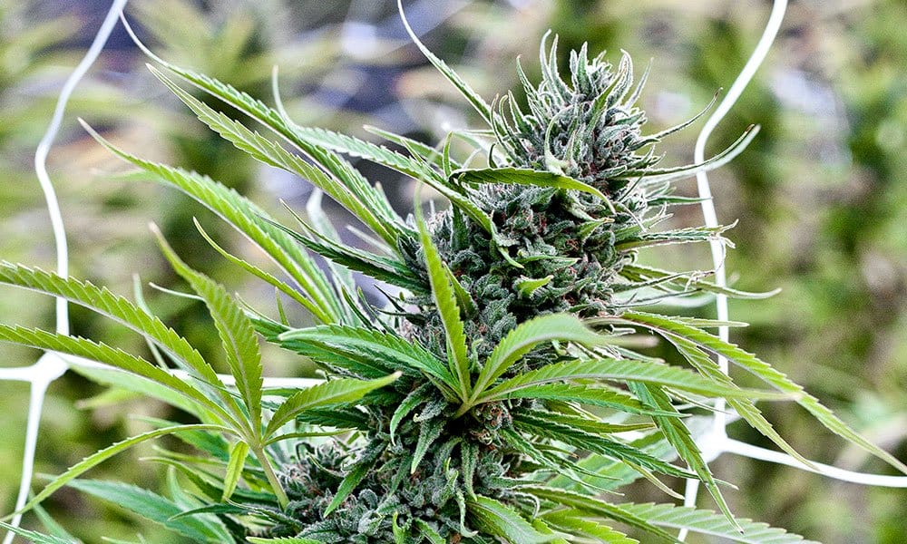 How to Grow Blue Dream at Home - MEDCAN24