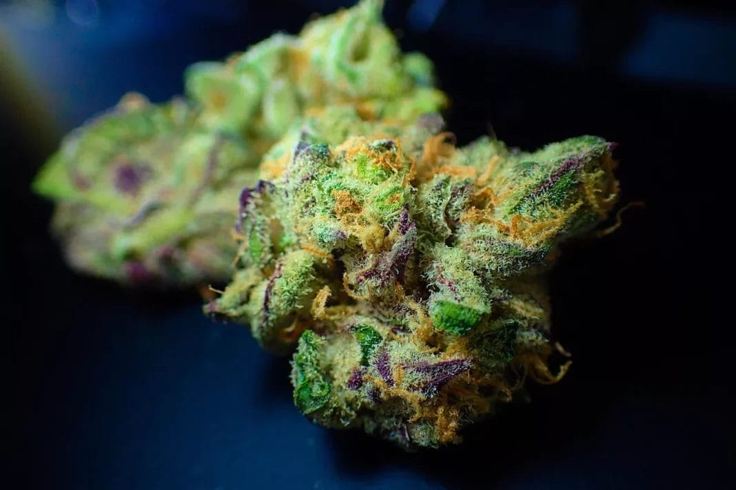 Czy złota era Thca Flower dobiega końca?