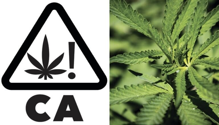 California Public Health Department Aims to Make Hemp THC Ban Permanent