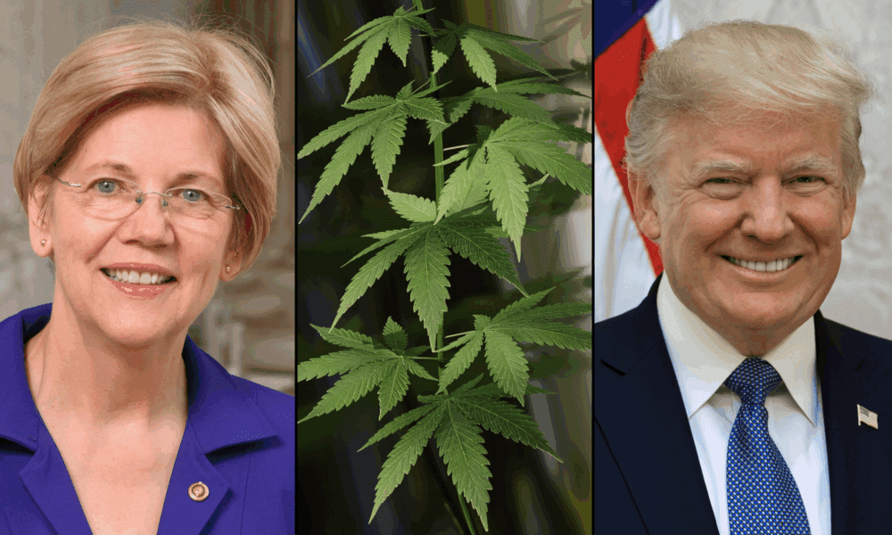 Elizabeth Warren naciska na Trumpa, aby zakończył federalną kryminalizację marihuany po 