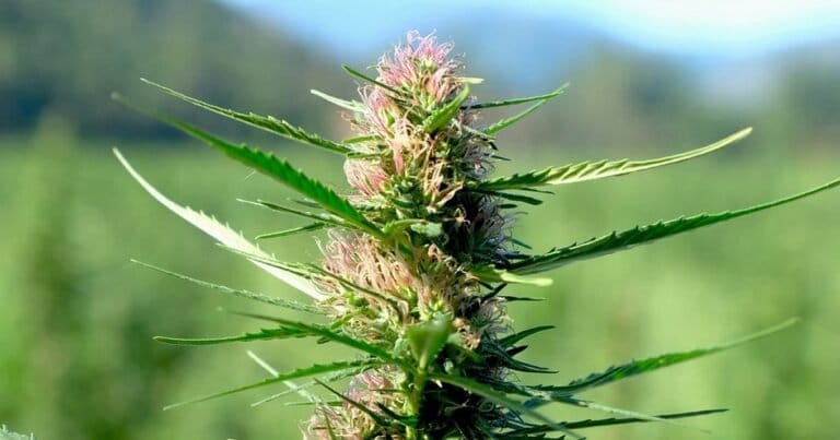 Redefining Hemp In The USA: Further Clarification