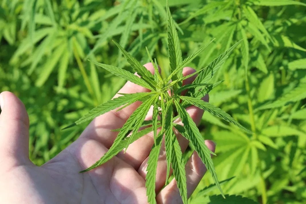 Congress Amends Language of Potential Hemp-Killing Bill, But Industry Warns Non-Intoxicating Hemp Still Under Existential Threat