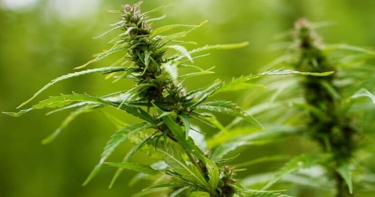 Crunch Time For Hemp THC In Texas