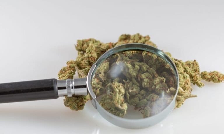 Scientists Find 33 Genetic Markers In Marijuana That Can Be Targeted To Breed New ‘Enhanced’ Strains ‘Tailored For Medical And Recreational Uses’ - MEDCAN24