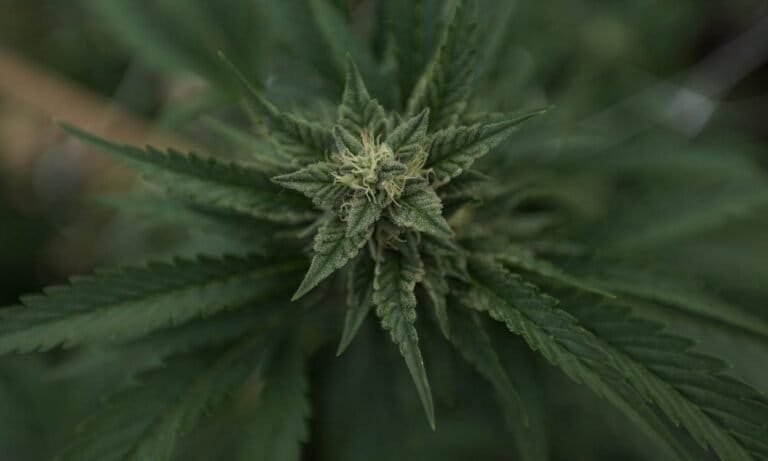 Florida Marijuana Activists Collect Enough Signatures On 2026 Legalization Ballot Measure To Trigger Fiscal And Judicial Review
