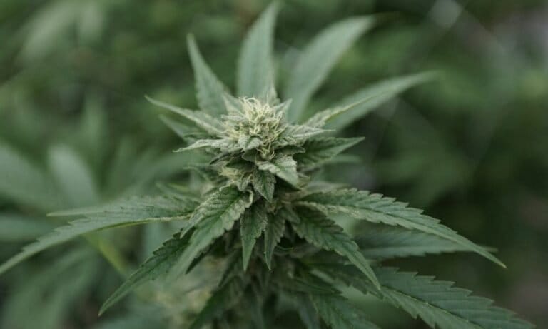 Lawmakers Could Reschedule Marijuana With ‘Greater Speed And Flexibility’ Than Administration Officials, Congressional Researchers Say