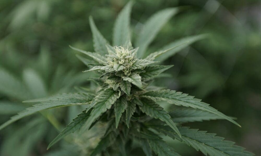 Lawmakers Could Reschedule Marijuana With ‘Greater Speed And Flexibility’ Than Administration Officials, Congressional Researchers Say
