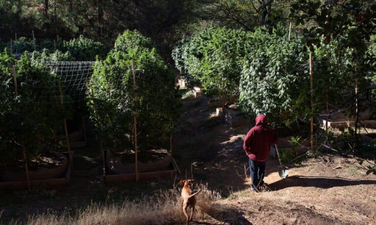 How To Battle Animal & Mold Infestations in Outdoor Cannabis Grows - MEDCAN24