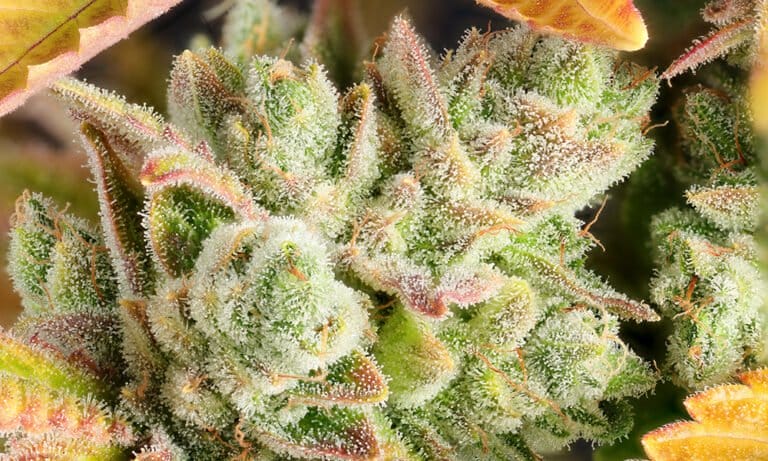 Solstice Strains for Summer - MEDCAN24