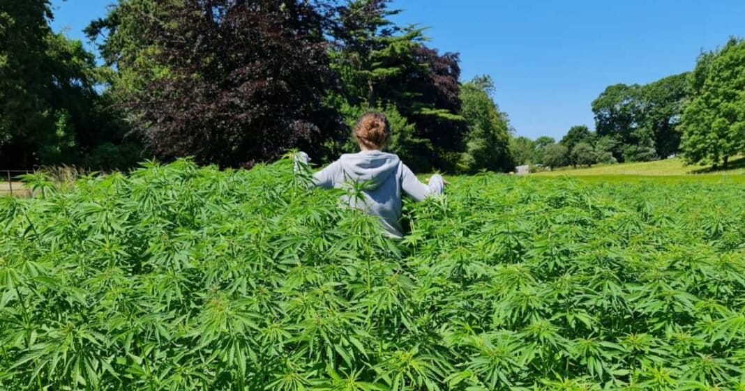 New Industrial Hemp Hub Launches In UK